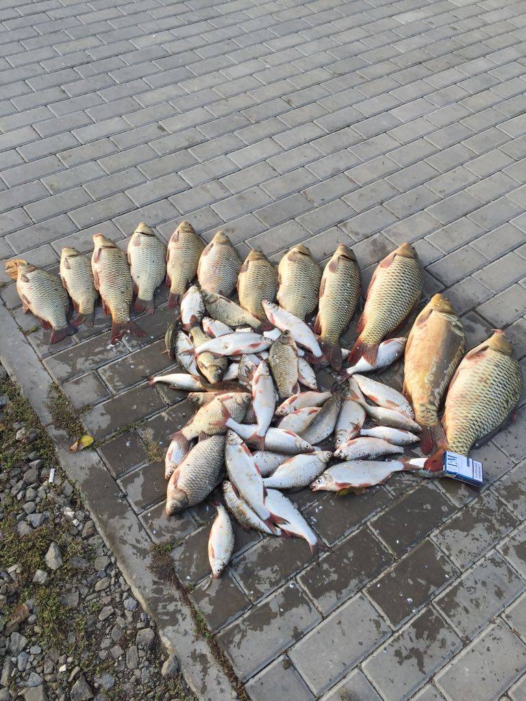 Платная рыбалка в ростовской области: рыболовные туры, охотничьи базы и водоемы ростовской области