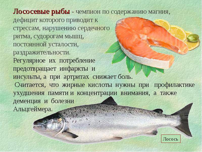 Рыба сом — польза и вред для организма | польза и вред
