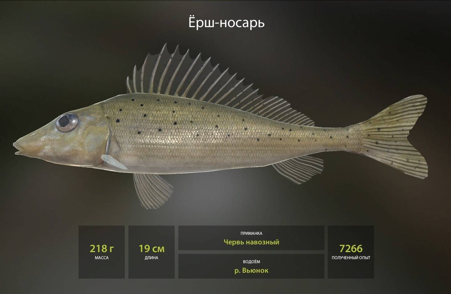 Рыба ёрш: описание, ареал обитания и как выглядит, особенности ловли, фото