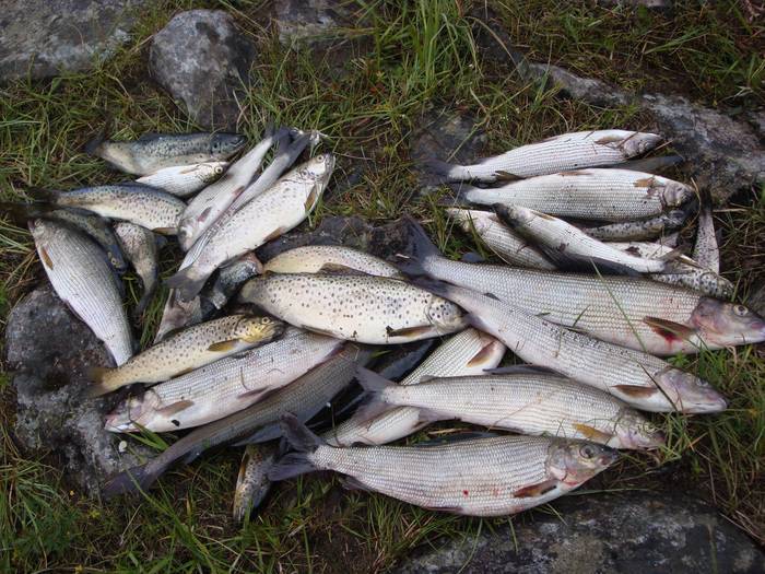 Рыбалка на кольском/лососевые проходные рыбы кольского п-ва: лосось семга, морская кумжа, ручьевая форель, хариус, арктический голец, палия фото