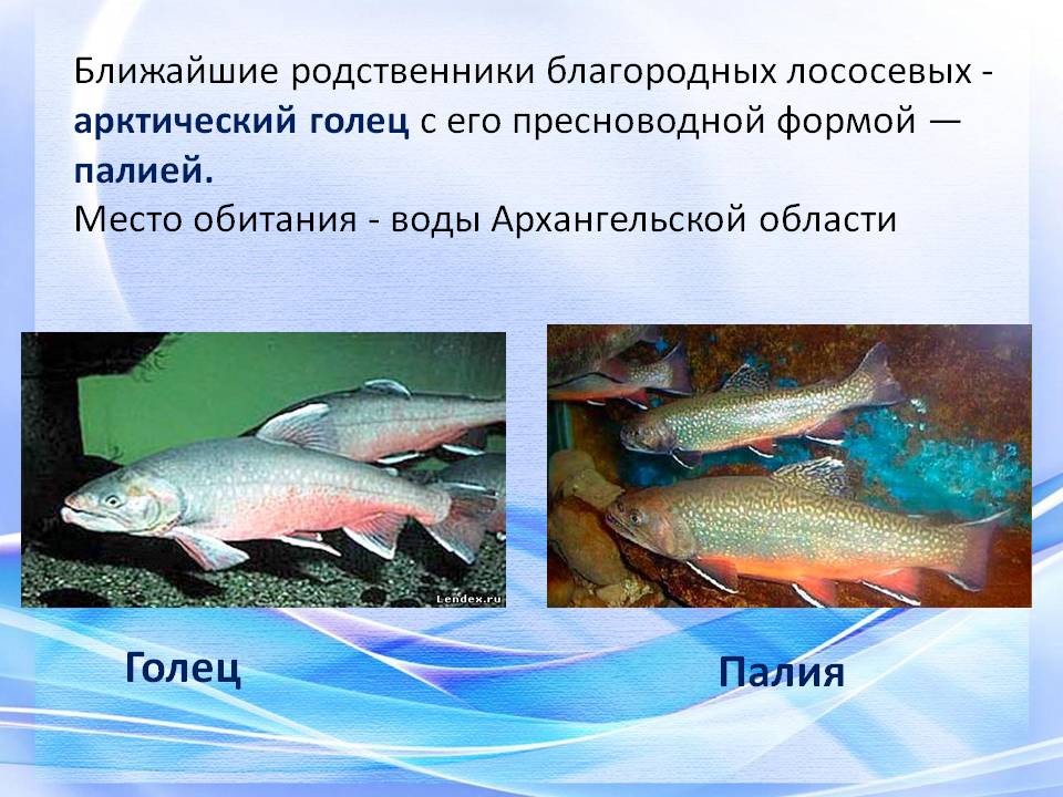 Линь рыба — описание, советы по разведению в пруду. | cельхозпортал