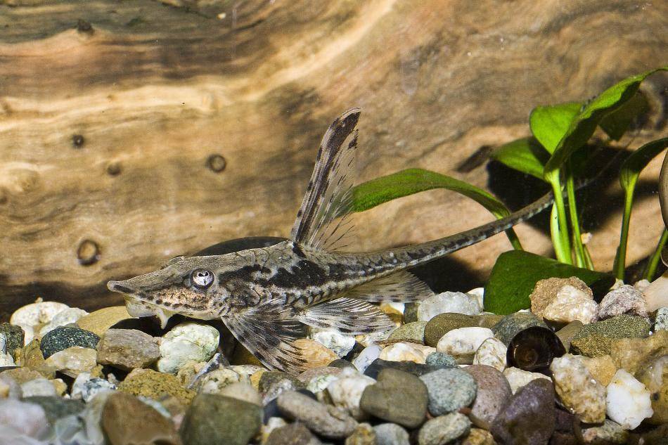 Синодонтис далматин или сомик кукушка: совместимость с другими рыбками, содержание, виды