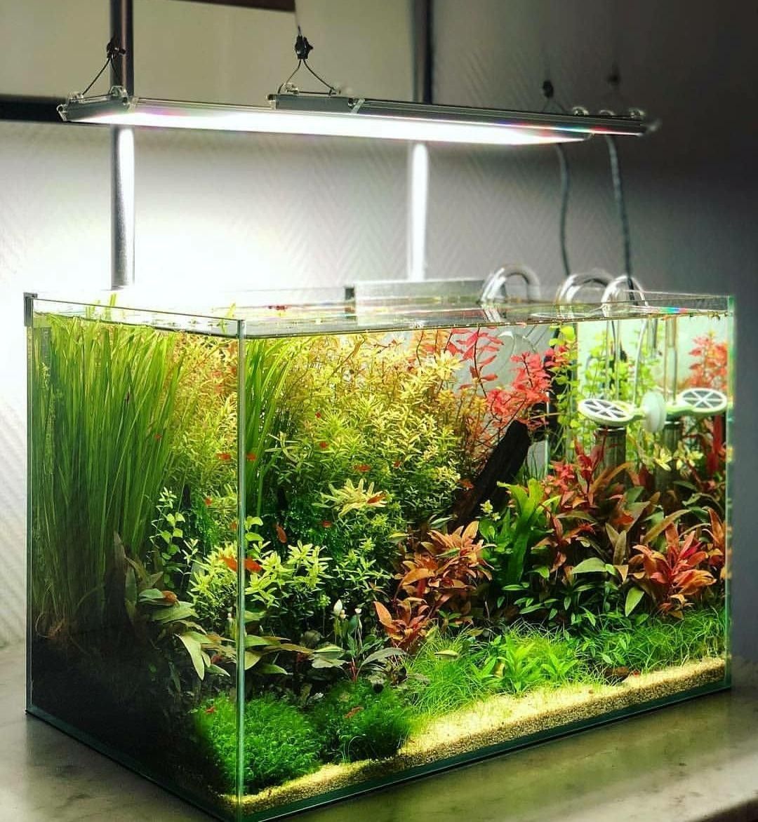 Как правильно сажать растения в аквариум?