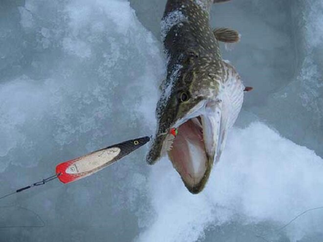 Зимняя рыбалка на щуку: эффективная ловля щуки зимой