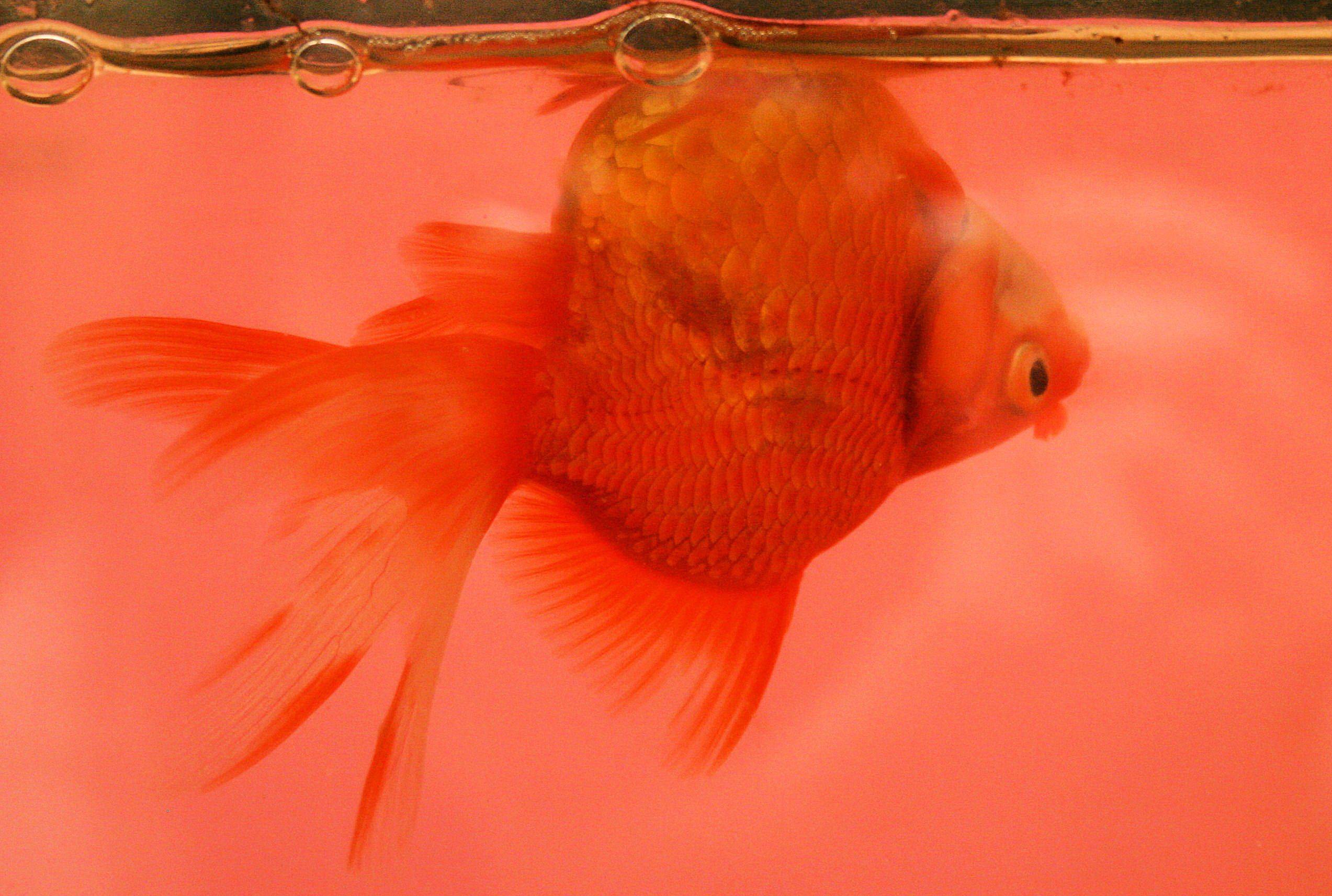 Почему золотая рыбка плавает кверху брюхом (живая и дышит), что делать