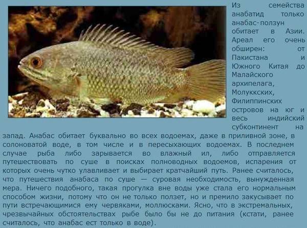Аквариумная рыбка оранда – содержание, разведение, совместимость с другими