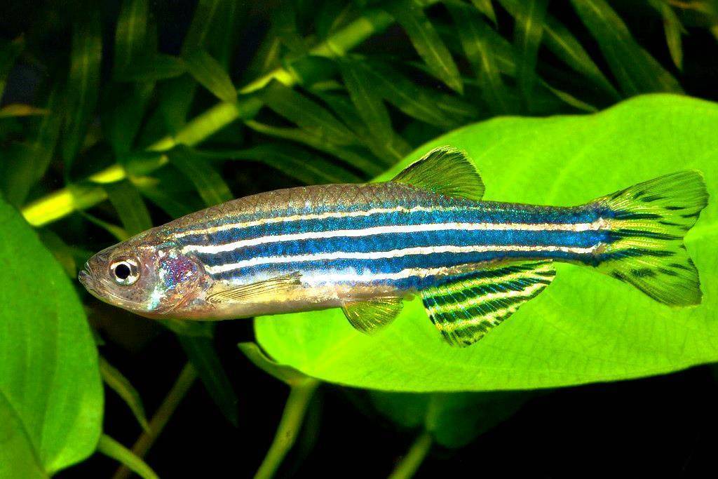 Рыбки данио: виды, уход, содержание, разммножение и питание