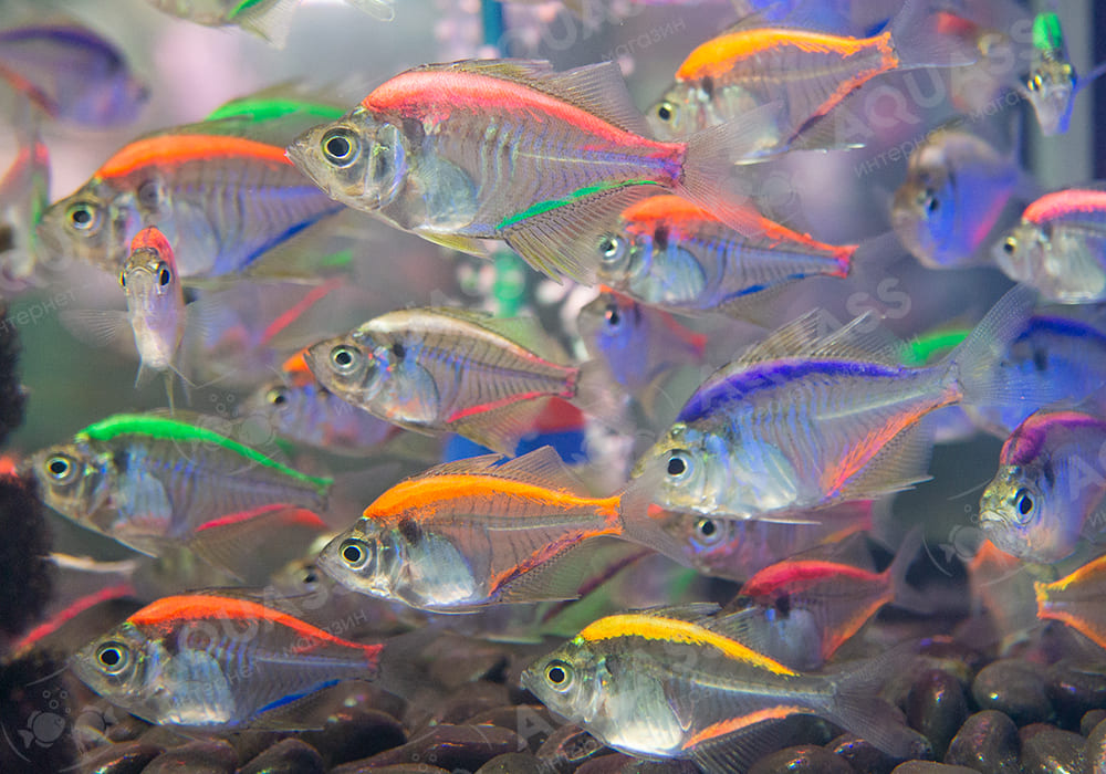 Аквариумная рыбка тернеция: фото, виды, условия содержания и уход, совместимость и разведение