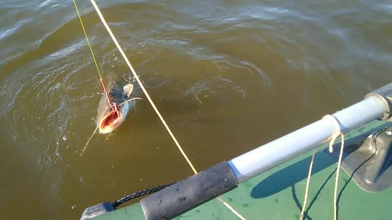 Рыбалка на волге — способы ловли, лучшие места для рыбалки на реке волга - fishingwiki