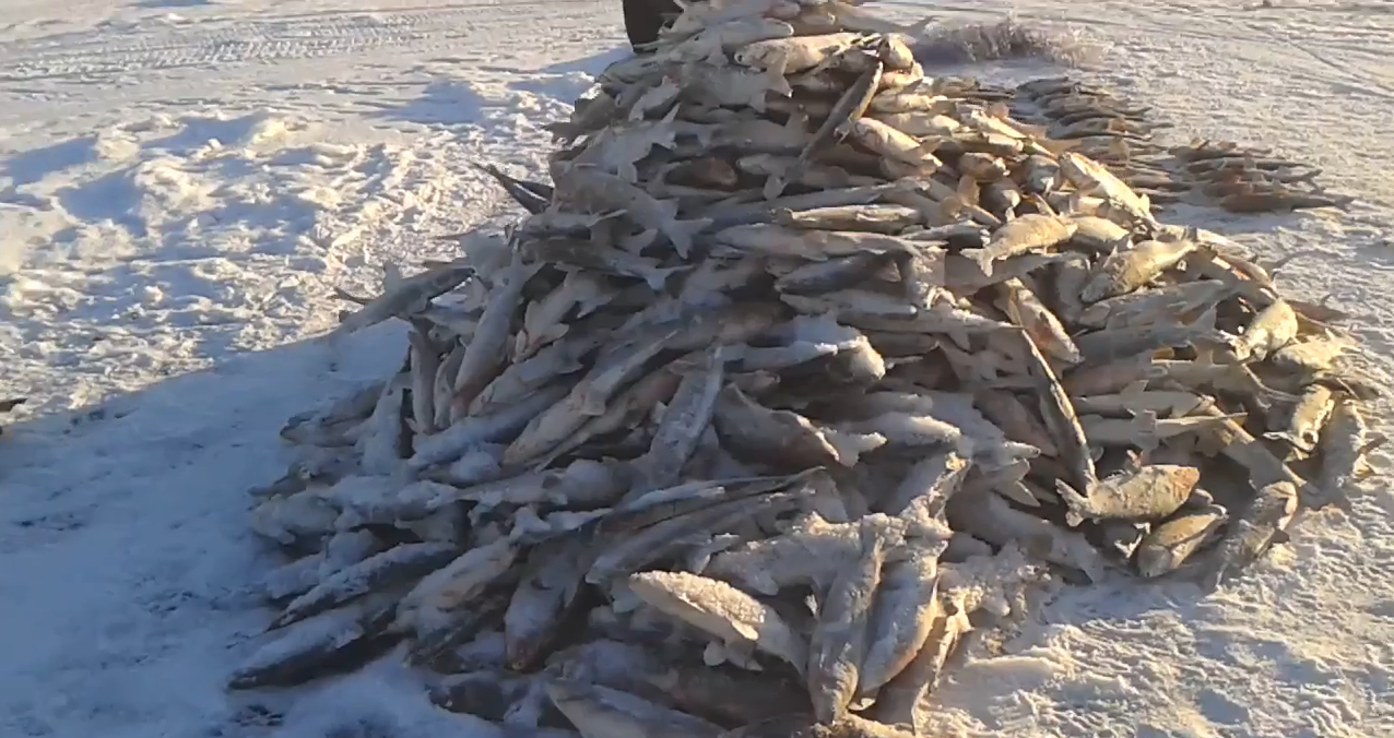 Иркутское водохранилище: рыбалка и какая рыба водится
