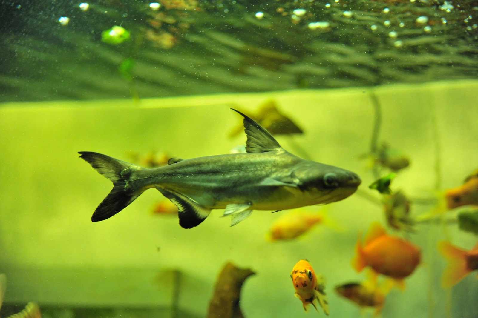 Акулий сом в аквариуме: как ухаживать и чем кормить