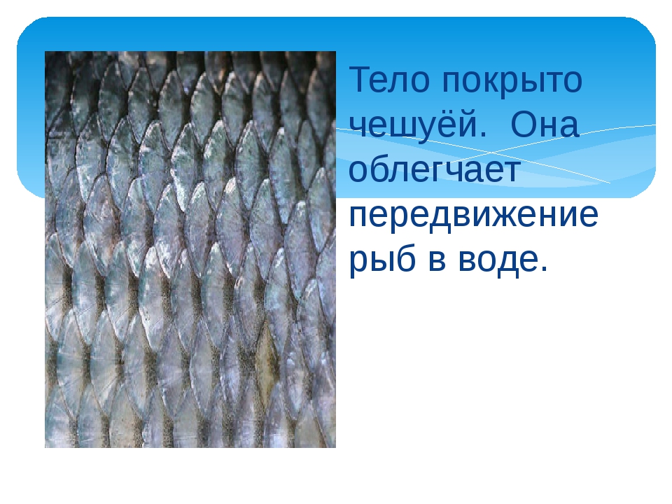 Как расположена чешуя на теле рыбы какое. Чешуя рыбы. Тело рыб покрыто чешуей. Чешуйка рыбы. Типы чешуи рыб.