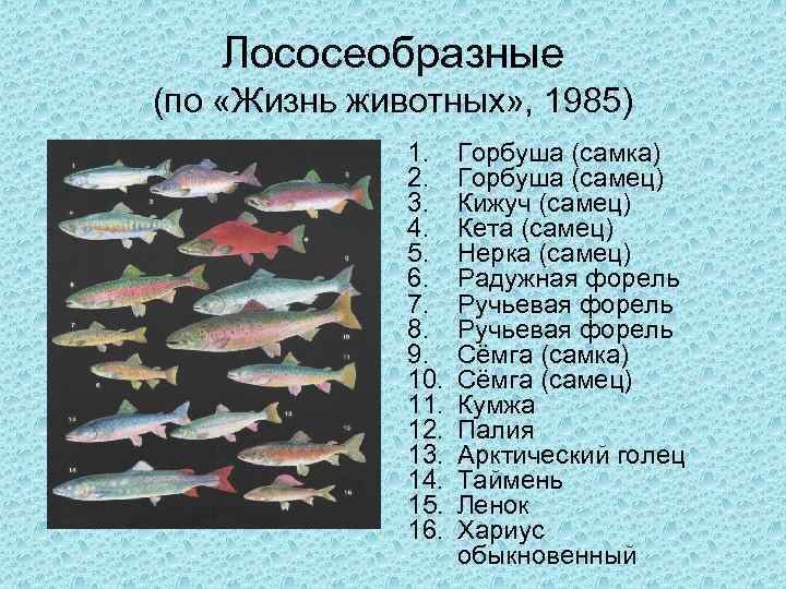 Сёмга - подробное описание рыбы, где обитает, чем питается
