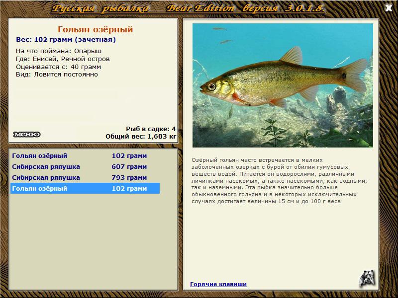 Рыба «гольян» фото и описание