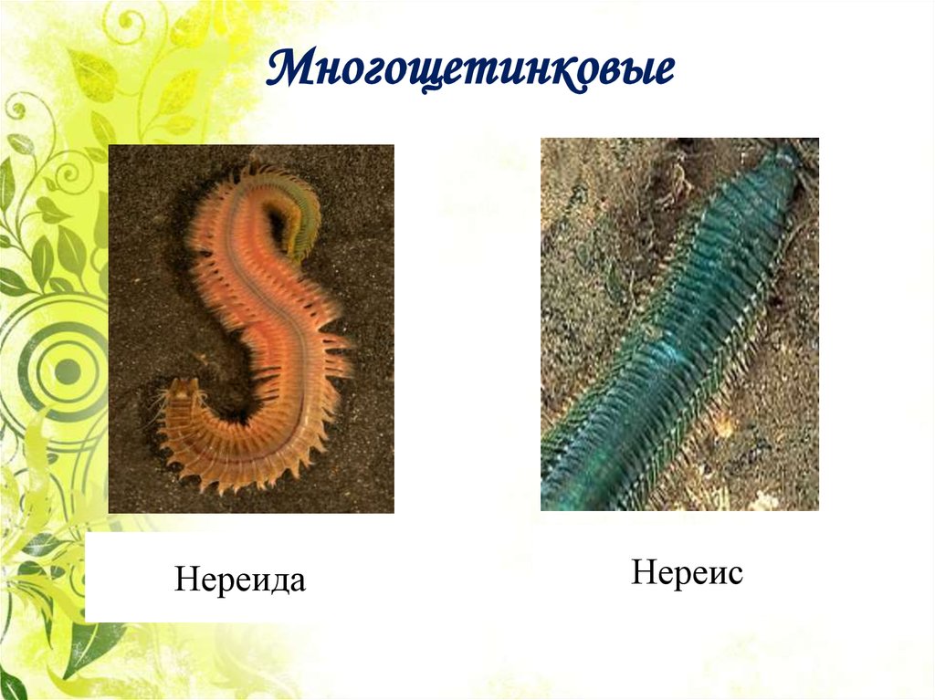 Нематоды в аквариуме: как избавиться от паразитов?