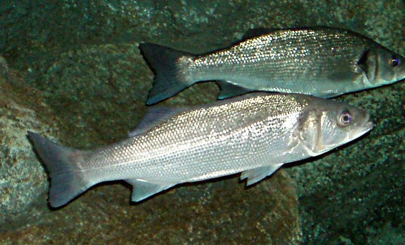 Рыба сибас или морской волк - описание, фото, среда обитания