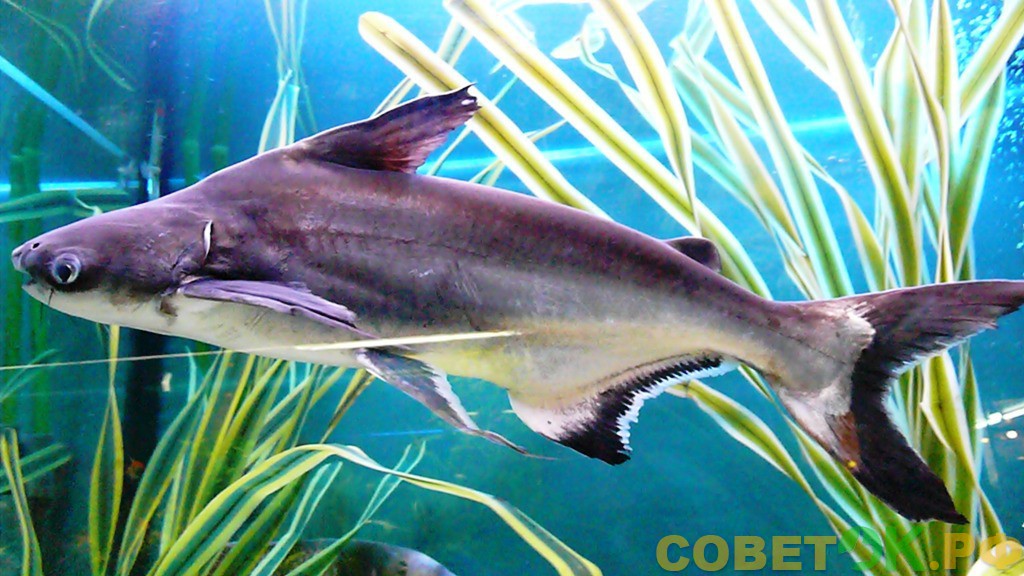 Сом пангасиус акулий: аквариумная рыбка похожая на акулу