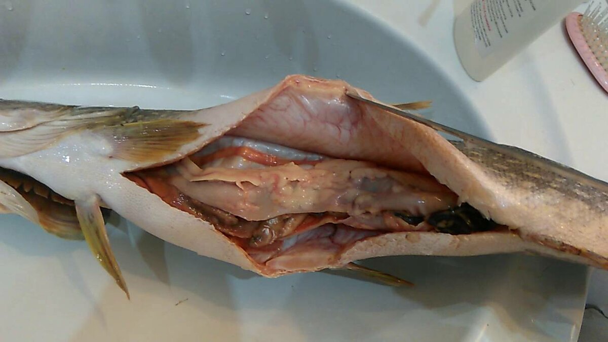 Болезни карася: фото с описанием, почему дохнут рыбы в пруду, паразиты и лечение от них, болеет ли карась описторхозом и опасен ли он для человека