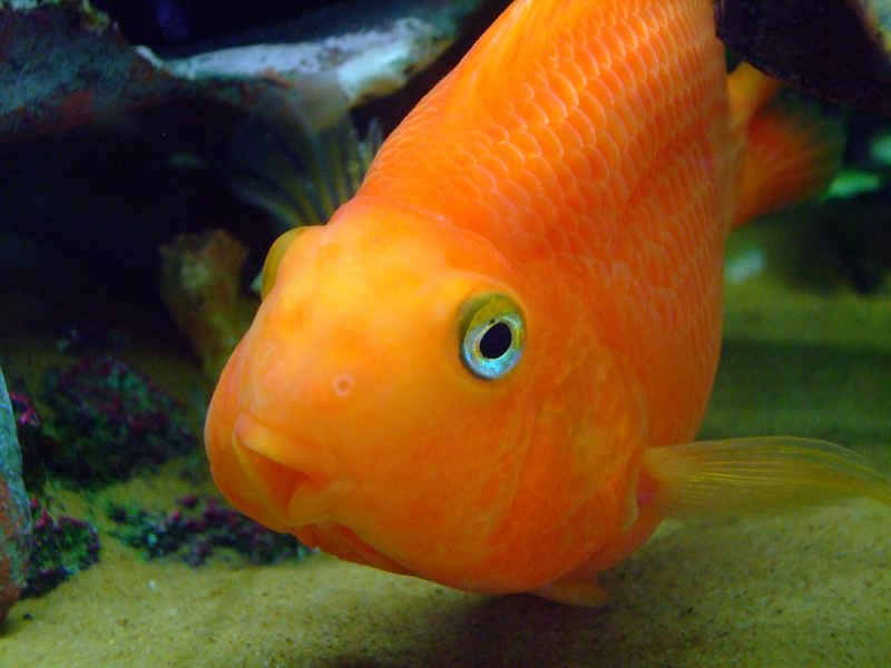 Оранжевая аквариумная рыбка. Цихлида попугай красный. Рыбки попугайчики цихлиды. Цихлида попугай жемчужный. Цихлида попугай оранжевый.