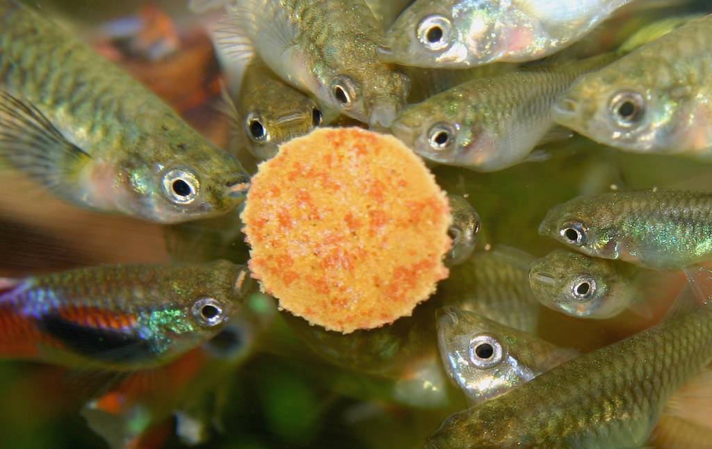 Секреты аквариумиста: как часто кормить рыбок