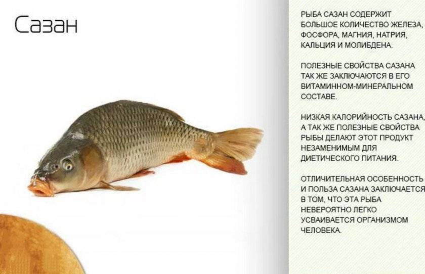 Рыба сом???? польза и вред, полезные свойства икры для организма
