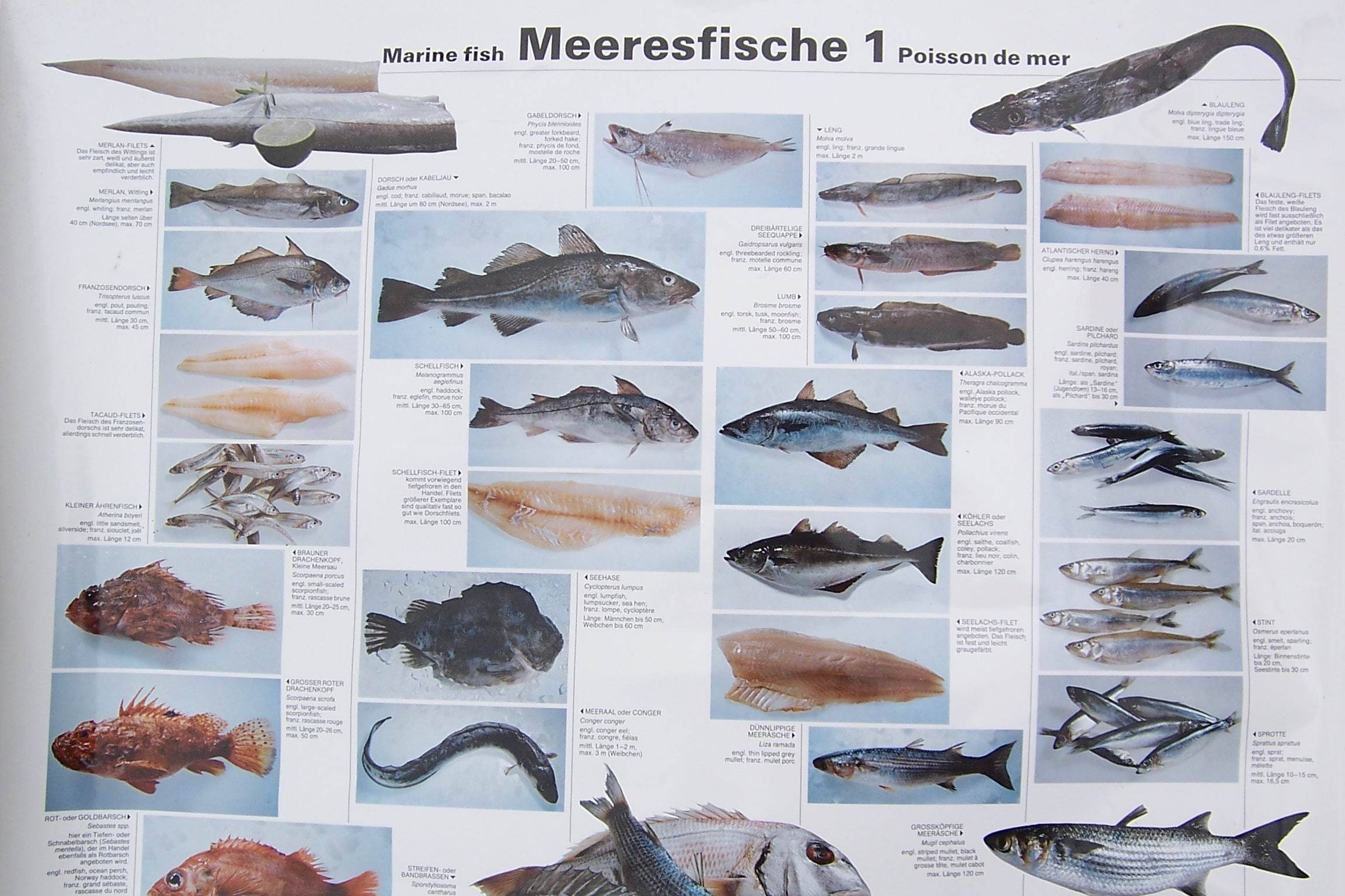 Рыба «калуга» фото и описание
