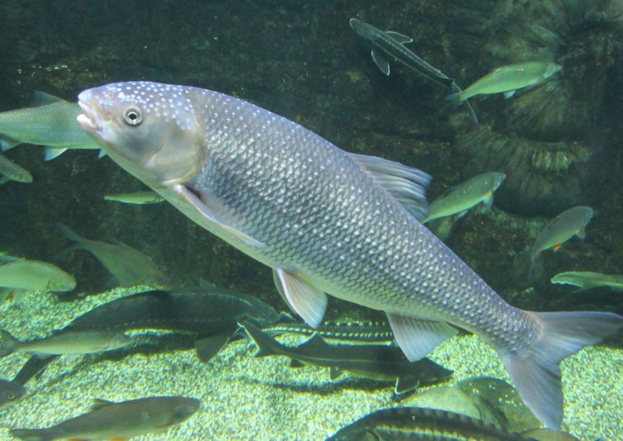 Рыба «Кутум» фото и описание