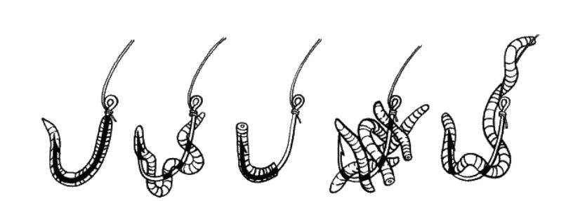 3 способа насаживать червя на крючок