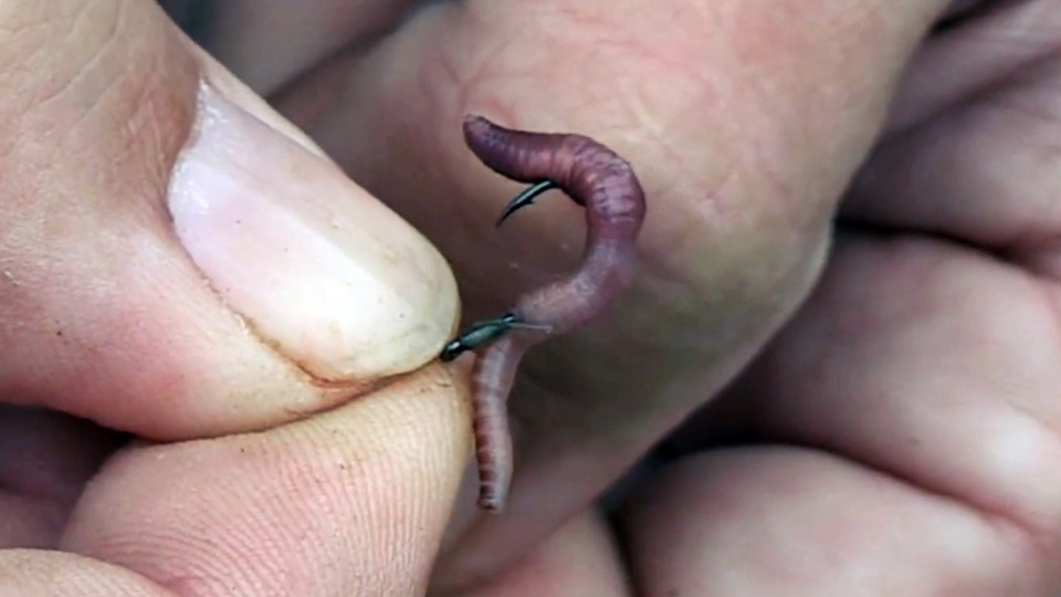 Как правильно насаживать червя на крючок при ловле