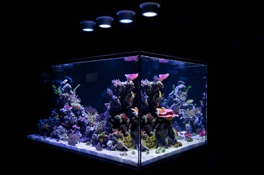 Как обустроить аквариум для рыбок правильно и что нужно для этого
