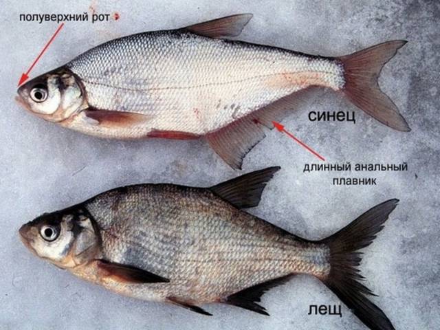 Рыба густера, описание, как отличить от леща, как ловить