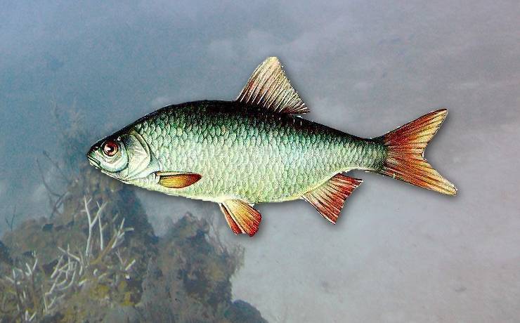 Пескарь обыкновенный фото и описание – каталог рыб, смотреть онлайн
