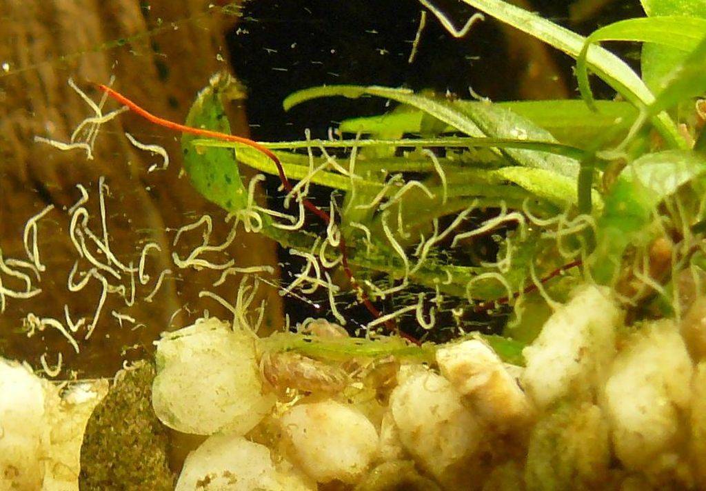 Нематоды в аквариуме: как избавиться от паразитов?