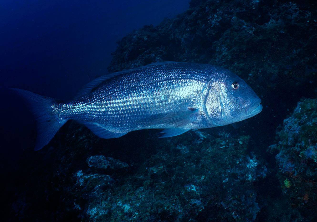 Рыба «нельма» фото и описание