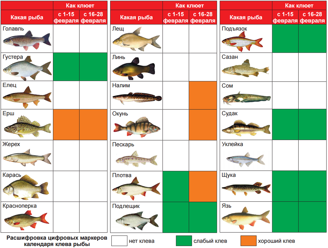 Особенности рыбы язь и отличия от голавля с примерами (фото)