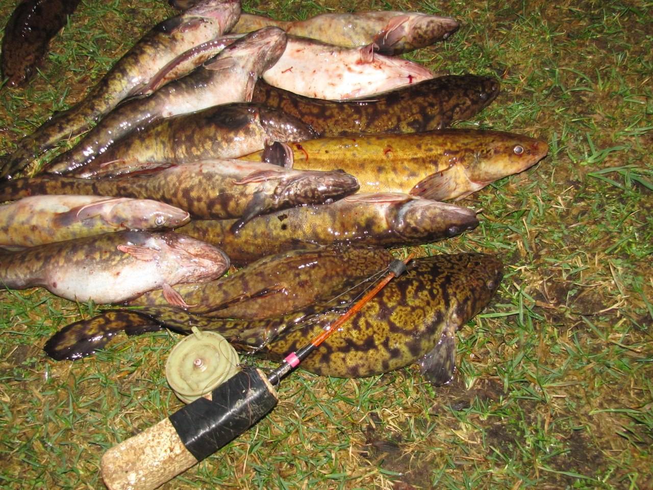 Рыбалка осенью: ловля щуки осенью, ловля карпа осенью и ловля карася - читайте на сatcher.fish