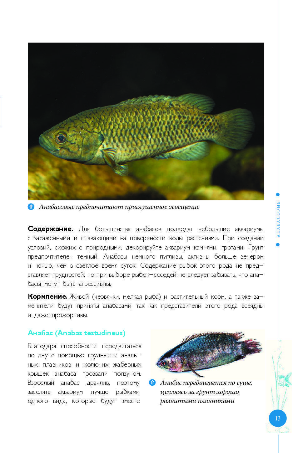 Хищные аквариумные рыбки: названия и фото видов, содержание и разведение