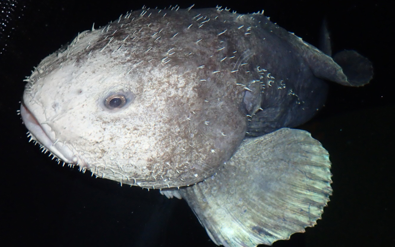 Рыба-капля (psychrolutes marcidus). Глубоководная рыба psychrolutes marcidus. Рыба капля под водой на глубине.