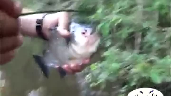 Пираньи содержание рыбы в аквариуме, виды, фото-видео обзор
