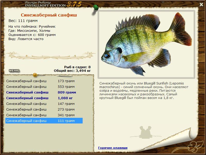 Рыба «Окунь солнечный синежаберный» фото и описание