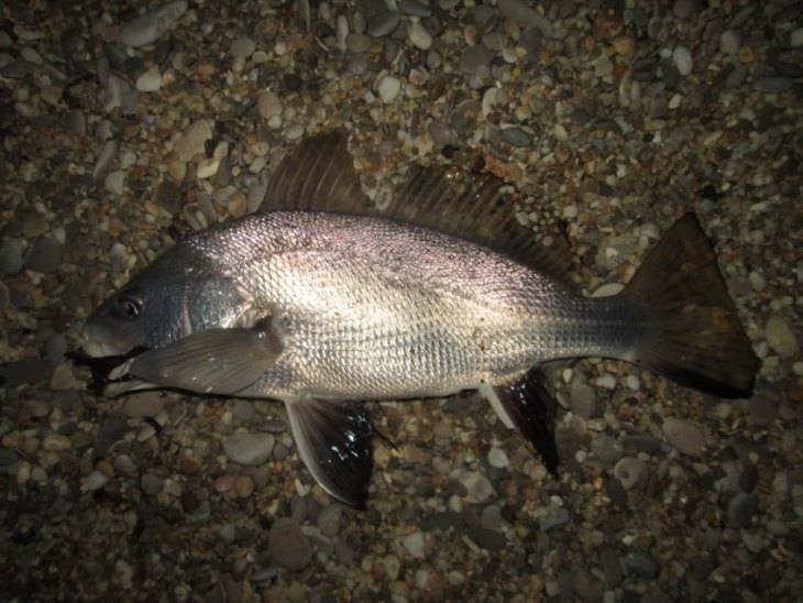 Горбыль судачий серебристый фото и описание – каталог рыб, смотреть онлайн