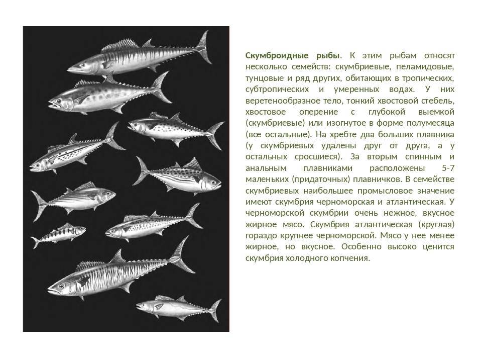 Рыба усач: описание, способы ловли и места обитания