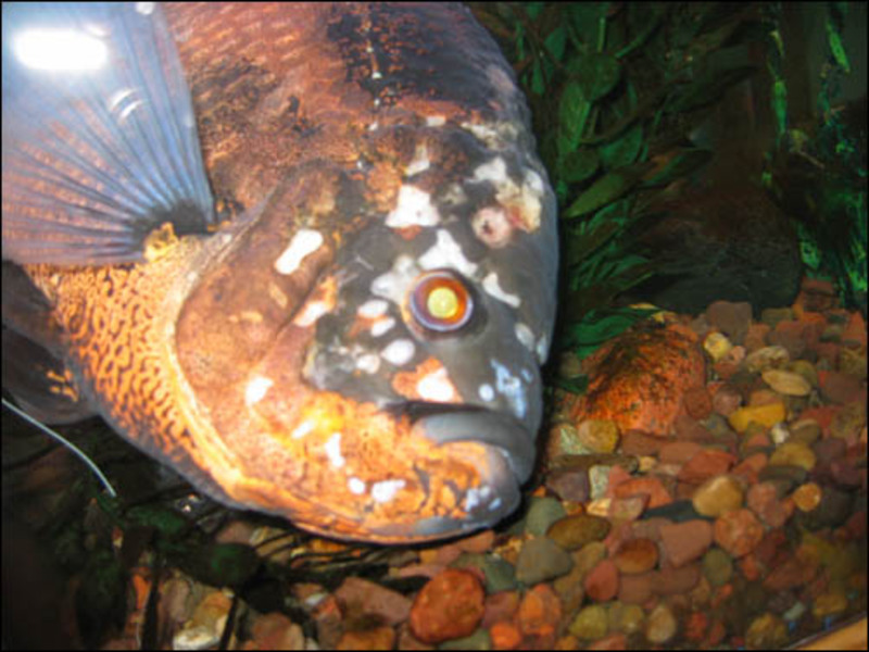 Гексамитоз рыб: симптомы, лечение в общем аквариуме