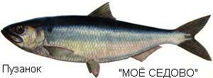 Рыба «сослик» фото и описание