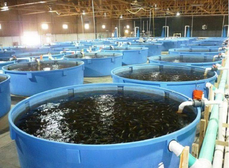 Бизнес-план рыбного хозяйства