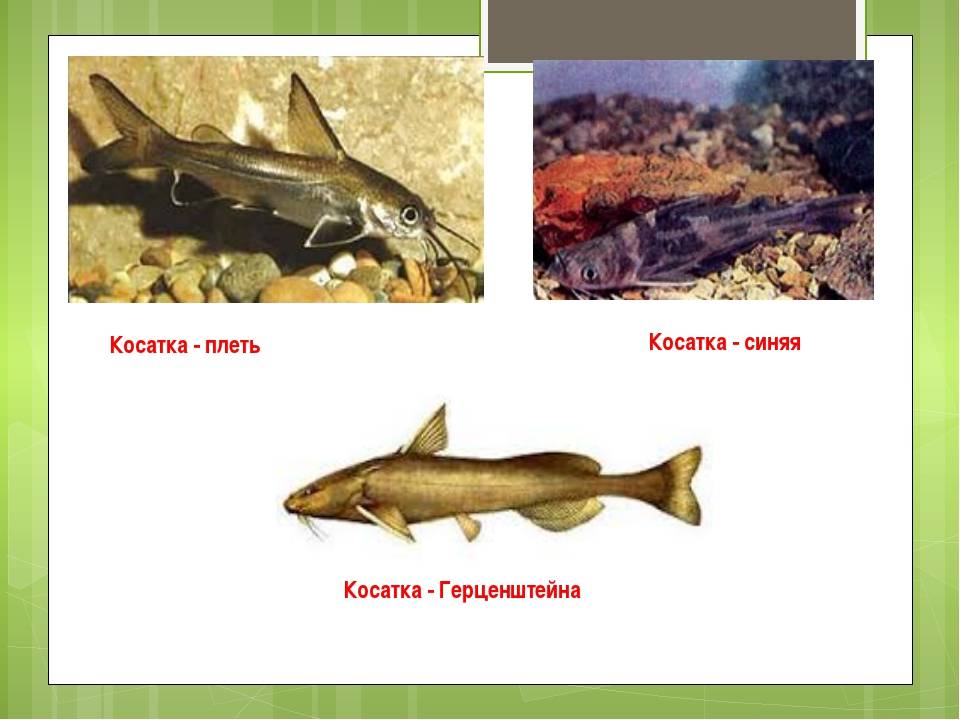 Рыба сиг: характеристика, места обитания, виды с фото, приготовление