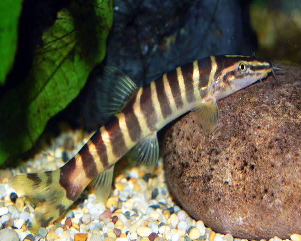 ᐉ боция мраморная: содержание, уход и размножение, совместимость с другими рыбами - kcc-zoo.ru
