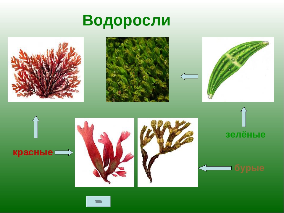 Водоросли картинки с названиями