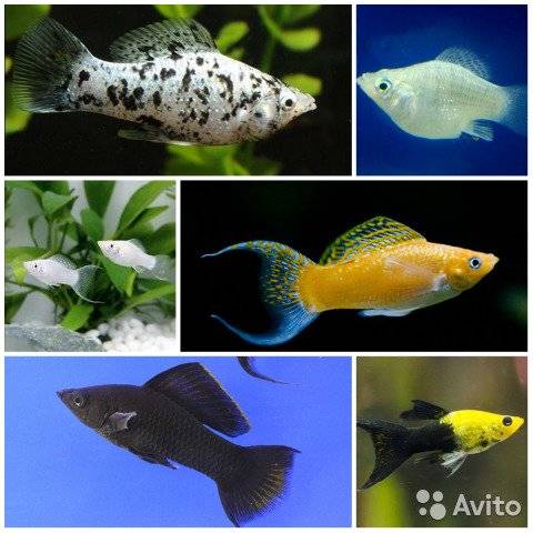 Моллинезия черная: содержание, уход и правила размножения аквариумной рыбки