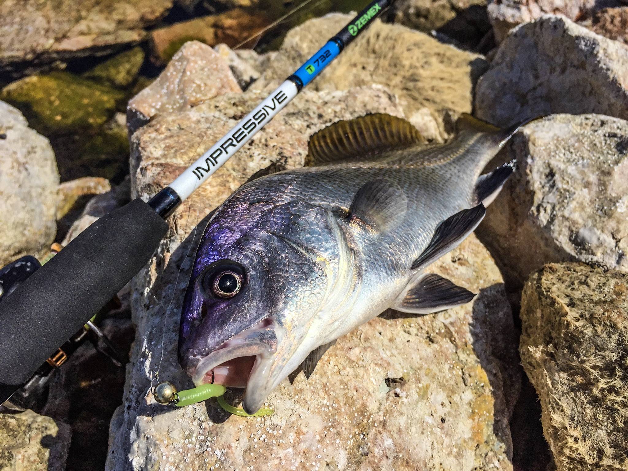 Горбыль: советы по выбору места для ловли, необходимая оснастка и советы профессионалов как словить рыбу (85 фото)